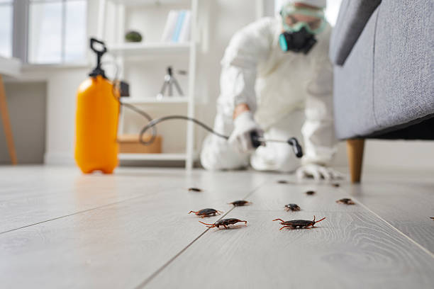 Post-Treatment Bed Bug Interceptor Monitoring in San Joaquin